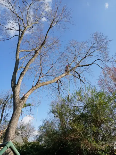 Tree Expert in Hyattsville, MD Tree Expert in Hyattsville, MD