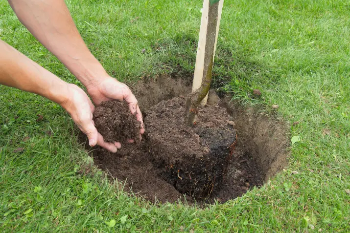 How Tree Planting Can Boost Your Propertys Curb Appeal Hyattsville MD