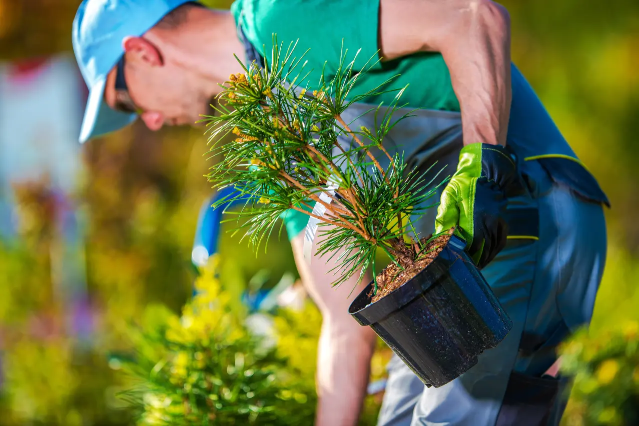 How Tree Planting Can Boost Your Propertys Curb Appeal in Hyattsville MD