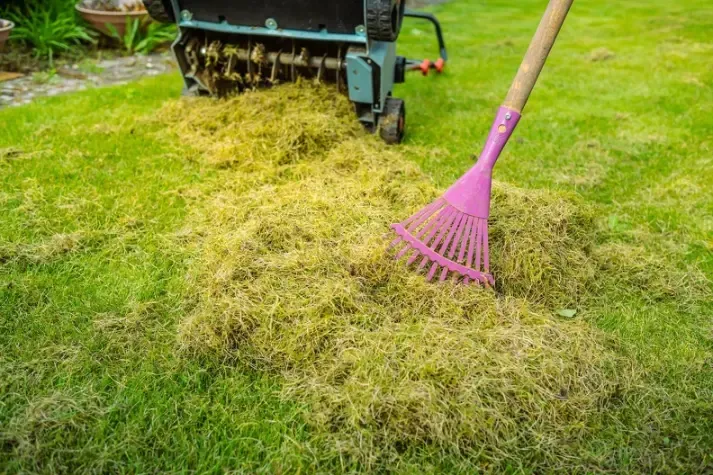 How Yard Clean-up Prevents Pest Infestations In Outdoor Spaces in Hyattsville MD How Yard Clean-up Prevents Pest Infestations In Outdoor Spaces in Hyattsville MD